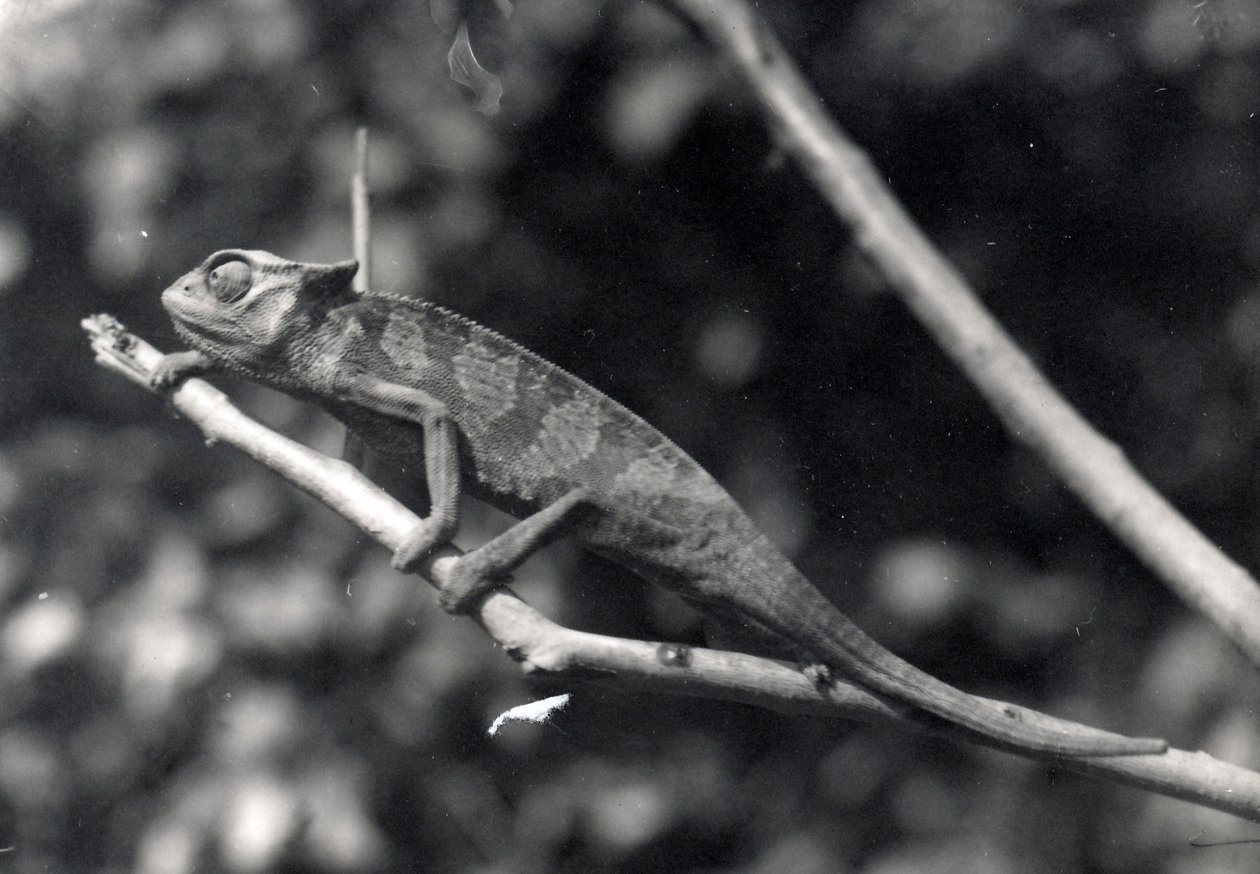 Chameleon by Frederick William Bond