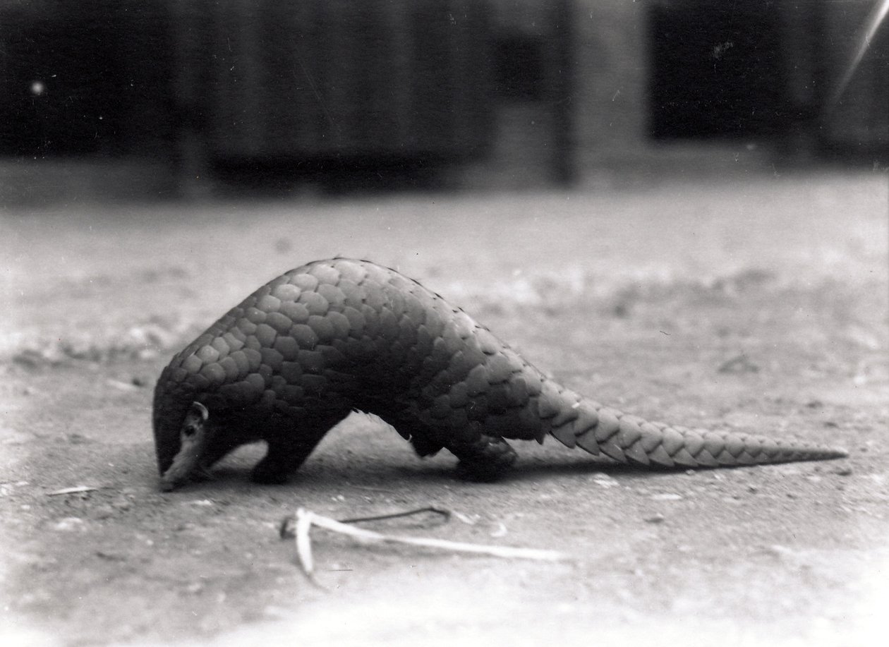 Chinese Pangolin by Frederick William Bond