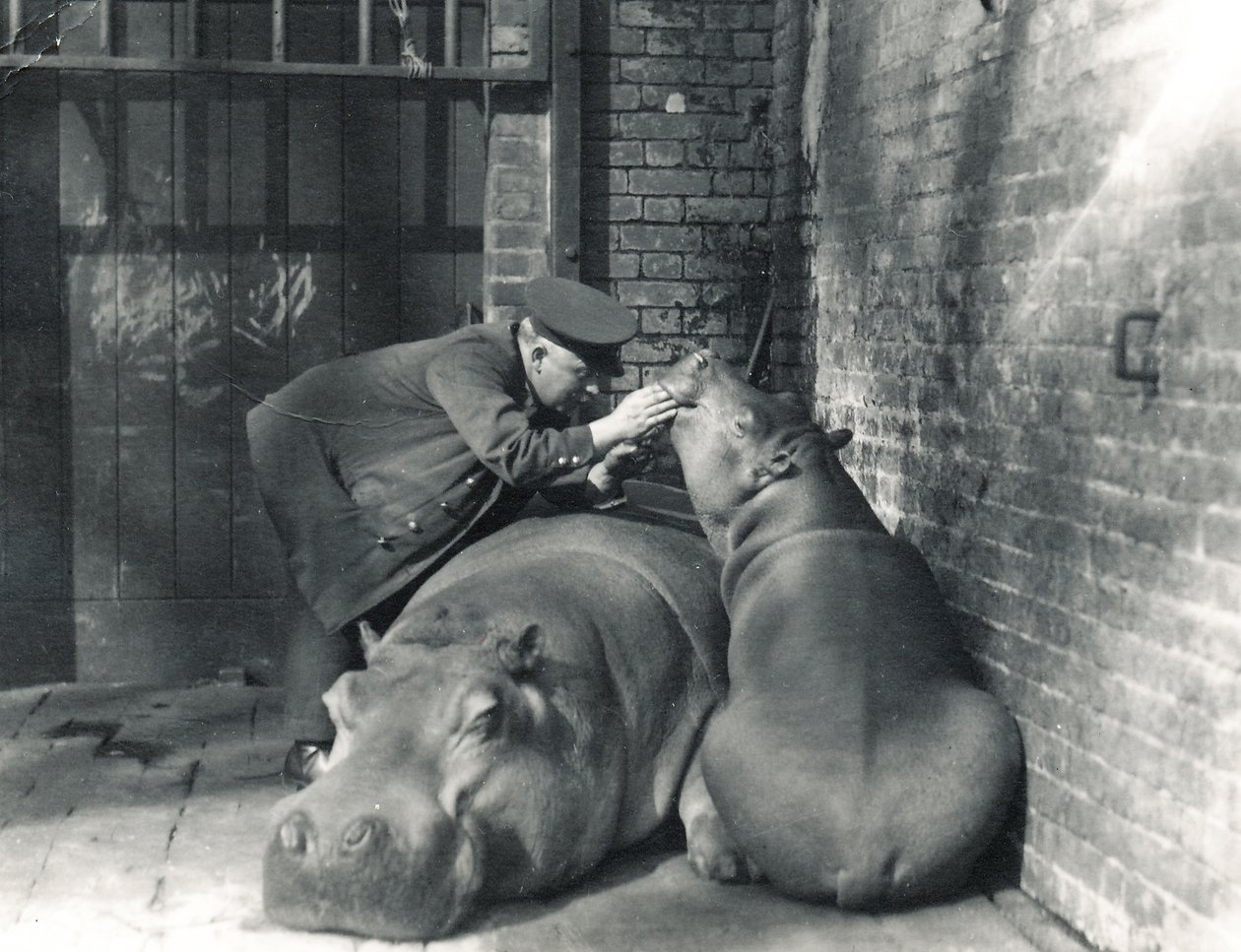 Common Hippos Jean and Jimmy with Keeper Ernie Bowman, at ZSL London Zoo, March 1927 by Frederick William Bond