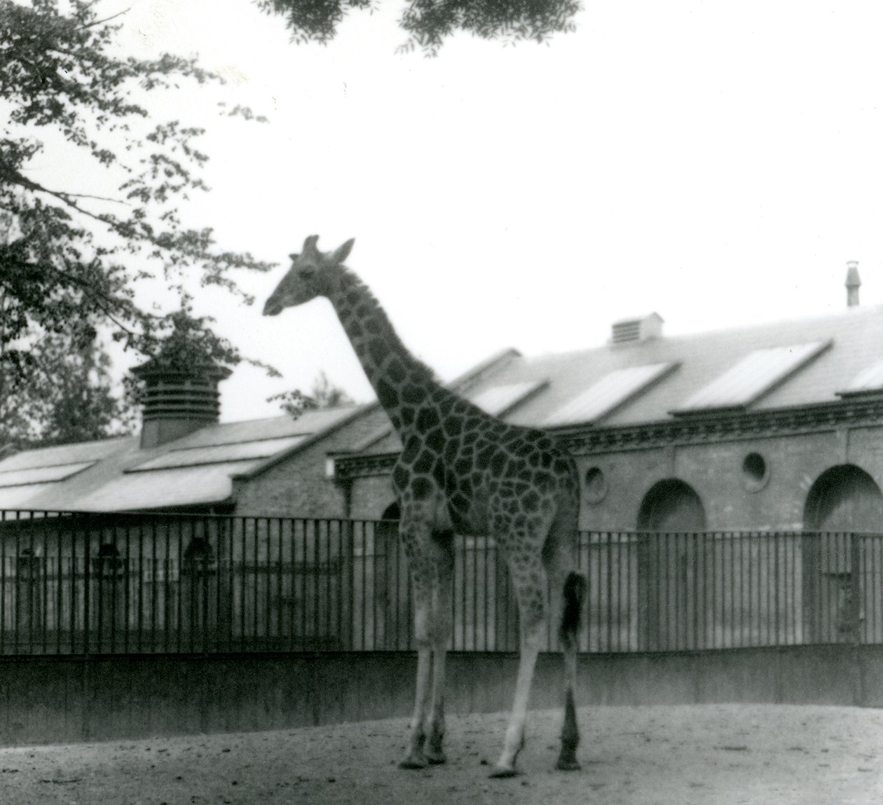 Female Giraffe Maud, Standing in the Paddock Outside the Giraffe House, London Zoo, 1923 by Frederick William Bond