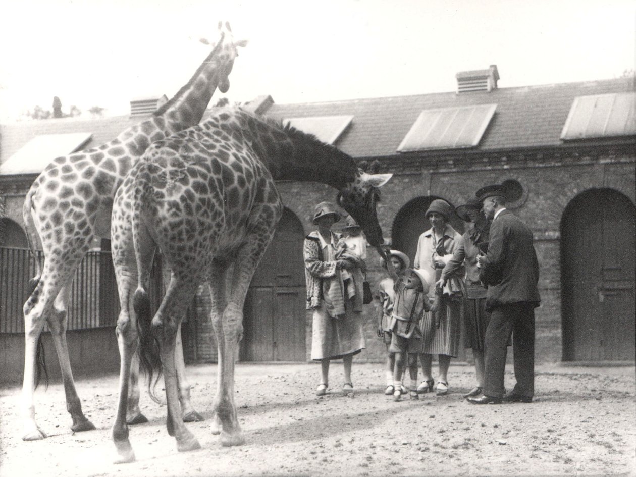 Giraffes and Visitors at ZSL London Zoo, July 1926 by Frederick William Bond