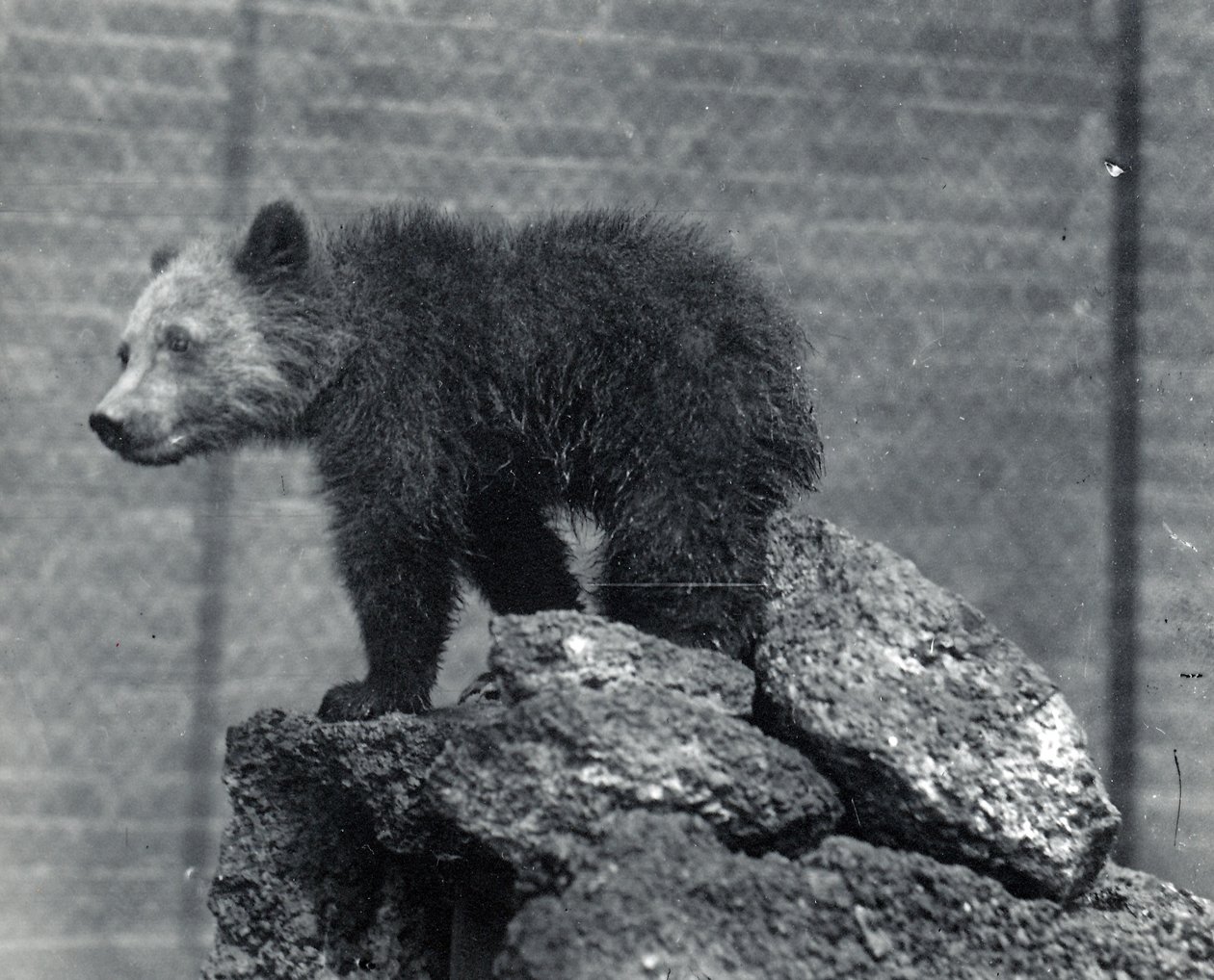 Grizzly Bear Cub by Frederick William Bond