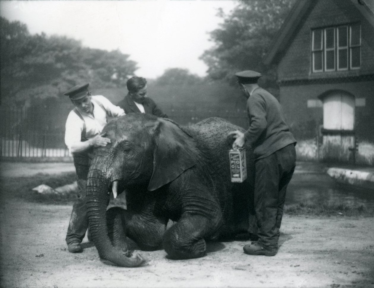 Keepers Oiling Male African Elephant 