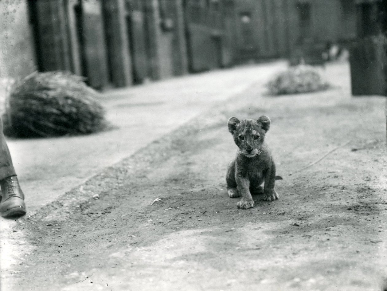 Lion cub at London Zoo by Frederick William Bond