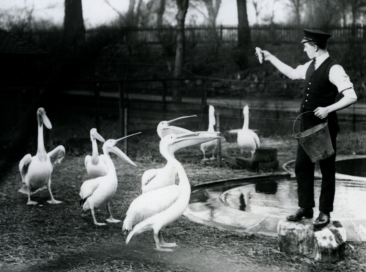 Pelicans being fed fish by their Keeper at the poolside, London Zoo, December 1922 by Frederick William Bond