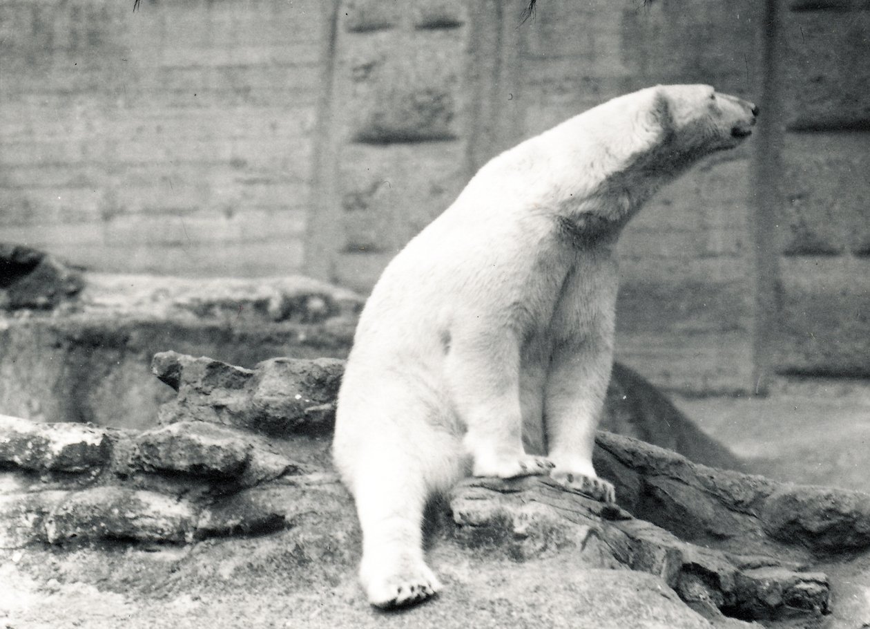 Polar Bear Sitting Down, 1924 by Frederick William Bond