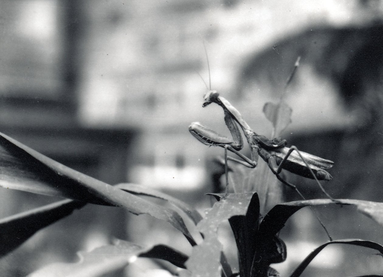 Praying Mantis by Frederick William Bond