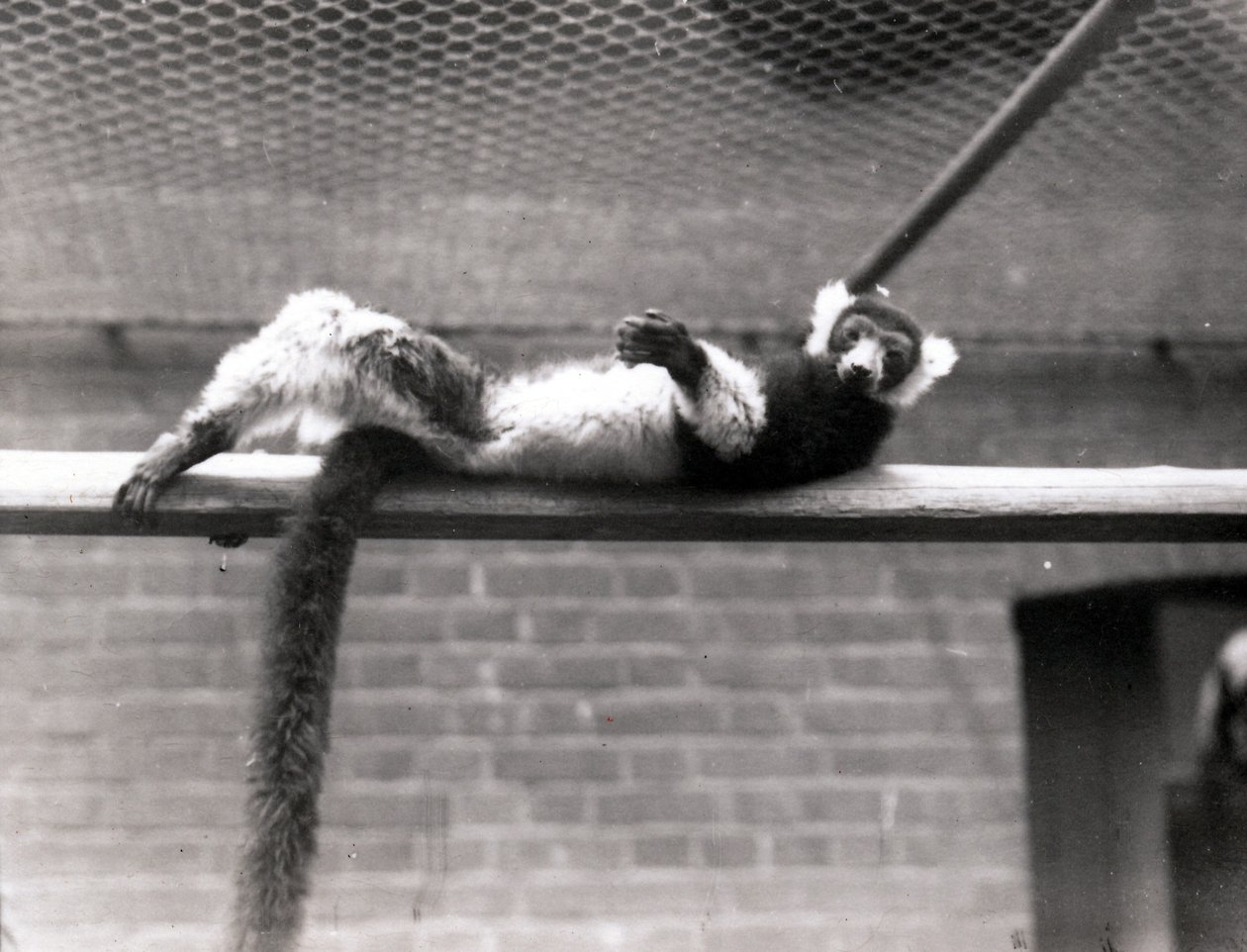 Ruffed Lemur by Frederick William Bond