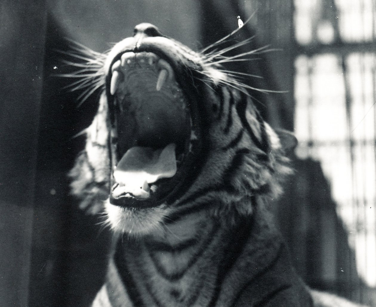 Sam the Tiger Yawning, July 1924 by Frederick William Bond