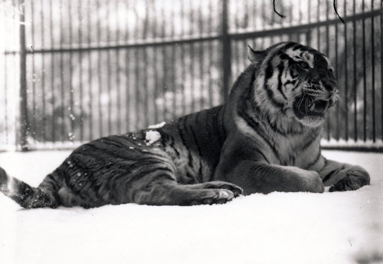 Siberian Tiger in the Snow by Frederick William Bond