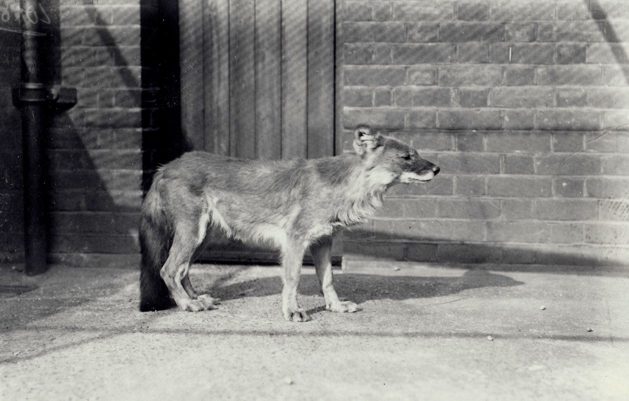 Siberian wild dog or dhole at London Zoo by Frederick William Bond