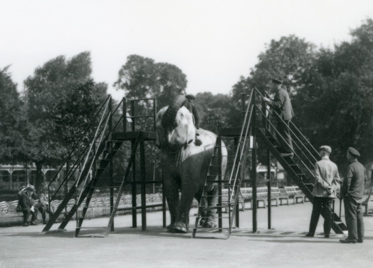 Syed Ali training Indiarani, while other staff and keepers look on, London Zoo, June 1922 by Frederick William Bond