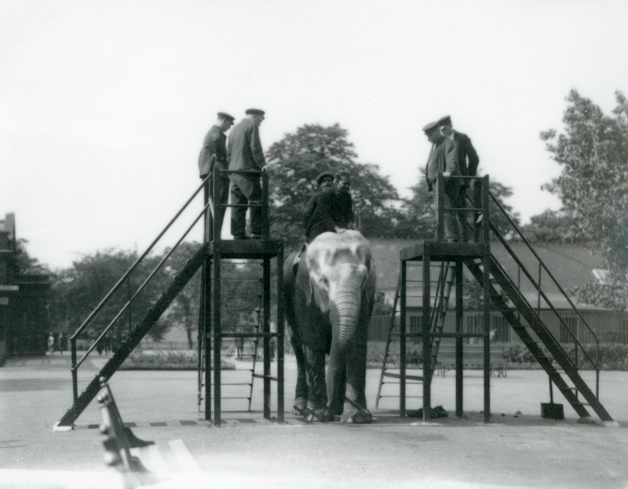 Syed Ali training Indiarani, while other staff and keepers look on, London Zoo, June 1922 by Frederick William Bond