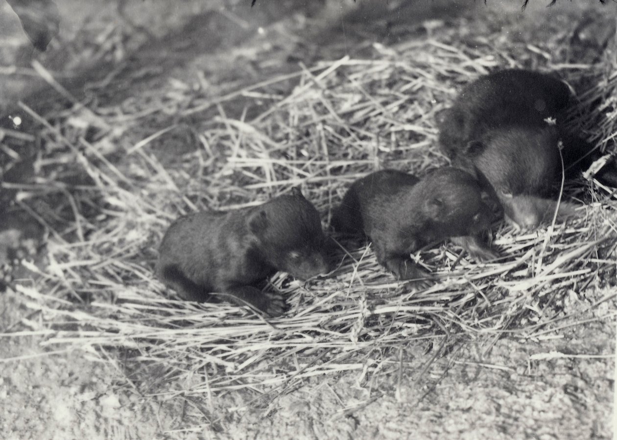 Three Brown and Black Bear Cubs Aged 5 or 6 Weeks at London Zoo, February 1920 by Frederick William Bond