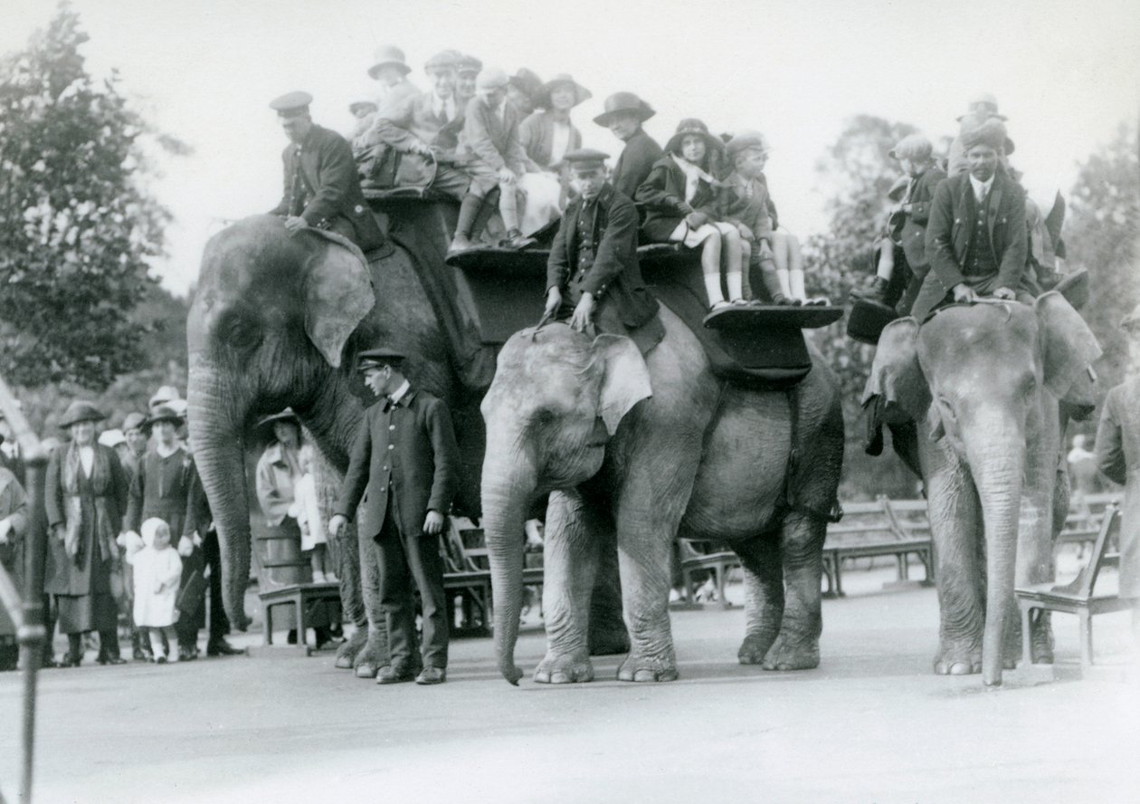 Three Indian Elephants Giving Visitor Rides at London Zoo, 1923 by Frederick William Bond