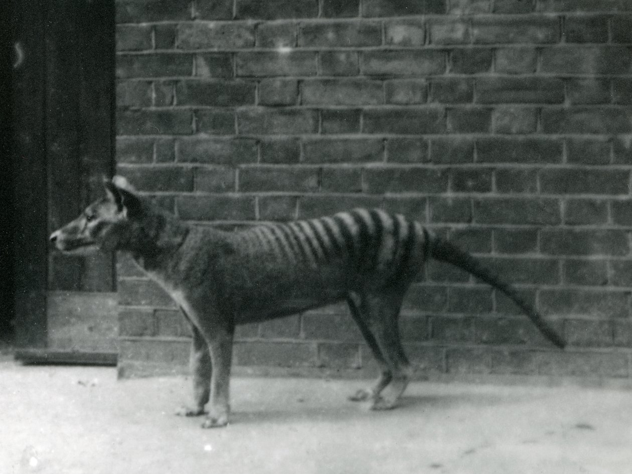 Thylacine Tasmanian Wolf at London Zoo by Frederick William Bond