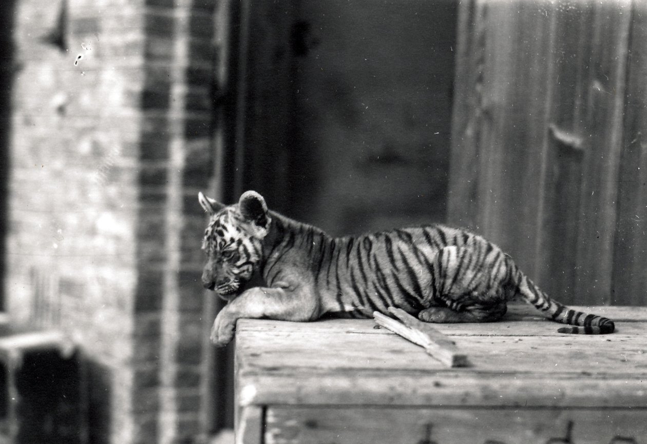 Tiger Cub Lying Down, 1914 by Frederick William Bond