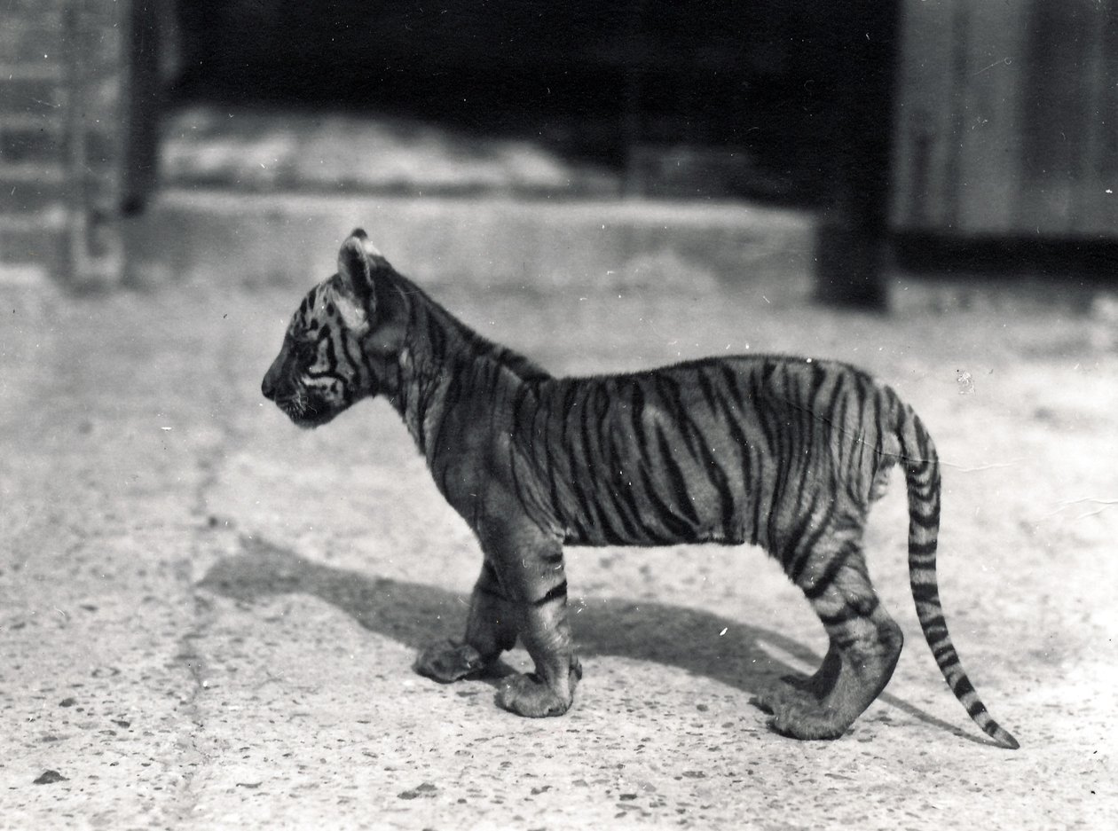 Tiger Cub Standing, 1914 by Frederick William Bond