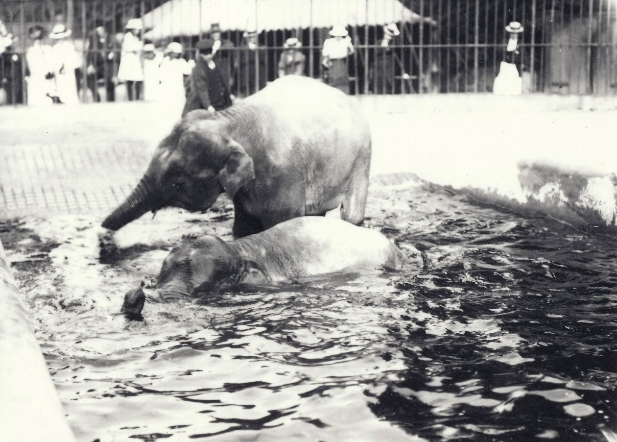 Two Asian elephants bathing in pool at London Zoo, watched by keeper and visitor crowd, June 1914 by Frederick William Bond