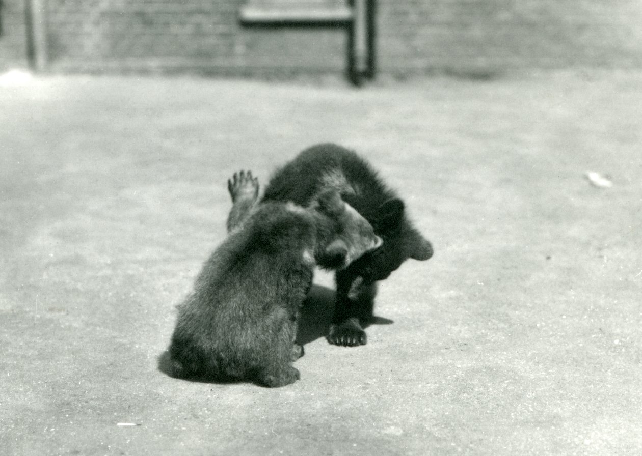 Two Brown Bear Cubs Romping at London Zoo, June 1914 by Frederick William Bond