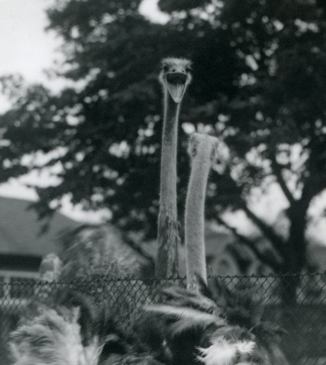 Two Ostriches Greet Each Other Over a Fence at London Zoo, 1923 by Frederick William Bond