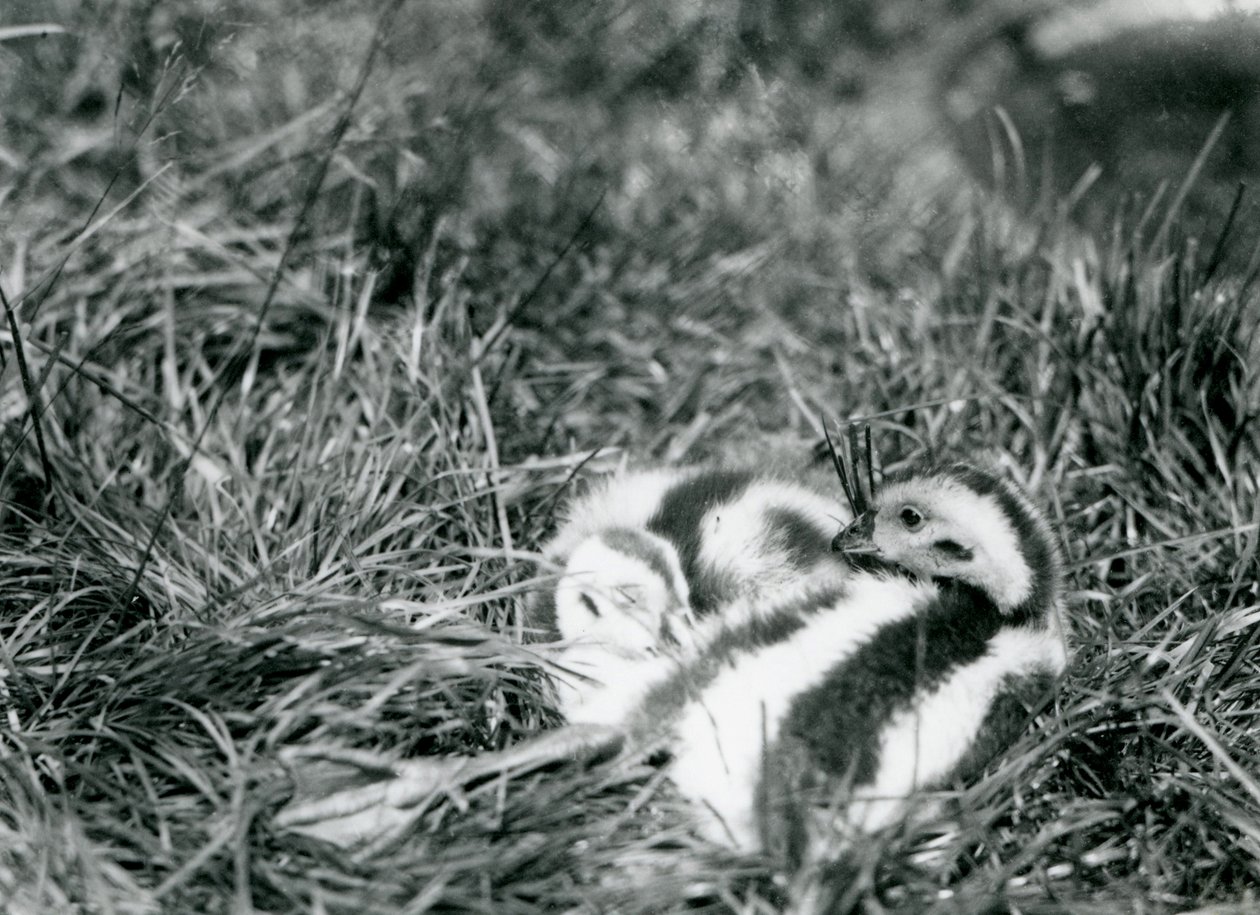 Two young Andean Geese at London Zoo, August 1916 by Frederick William Bond