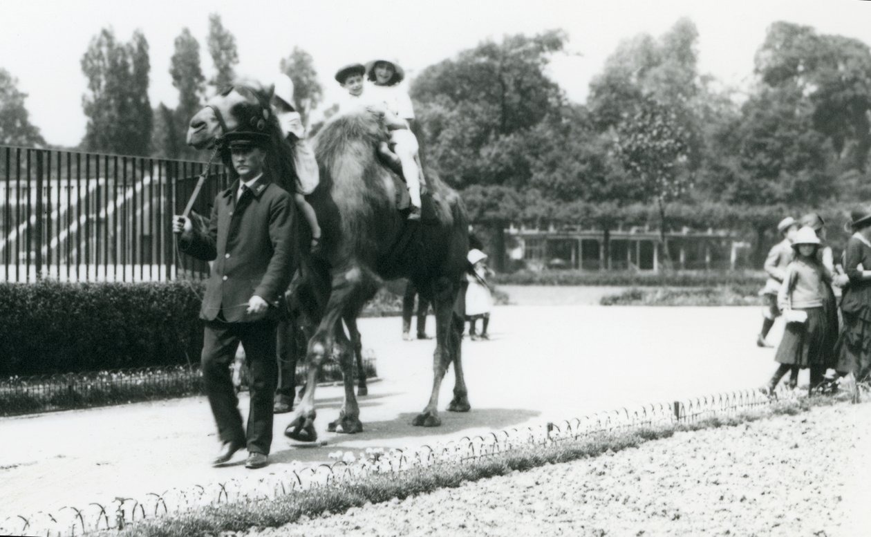 Two young visitors riding a Bactrian camel, led by a keeper, at London Zoo, August 1922 by Frederick William Bond