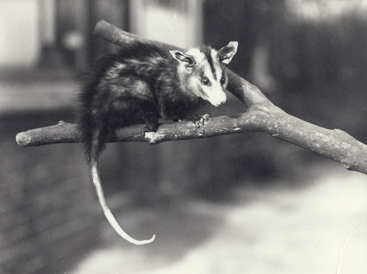 White-eared Opossum on a Branch in London Zoo, December 1918 by Frederick William Bond