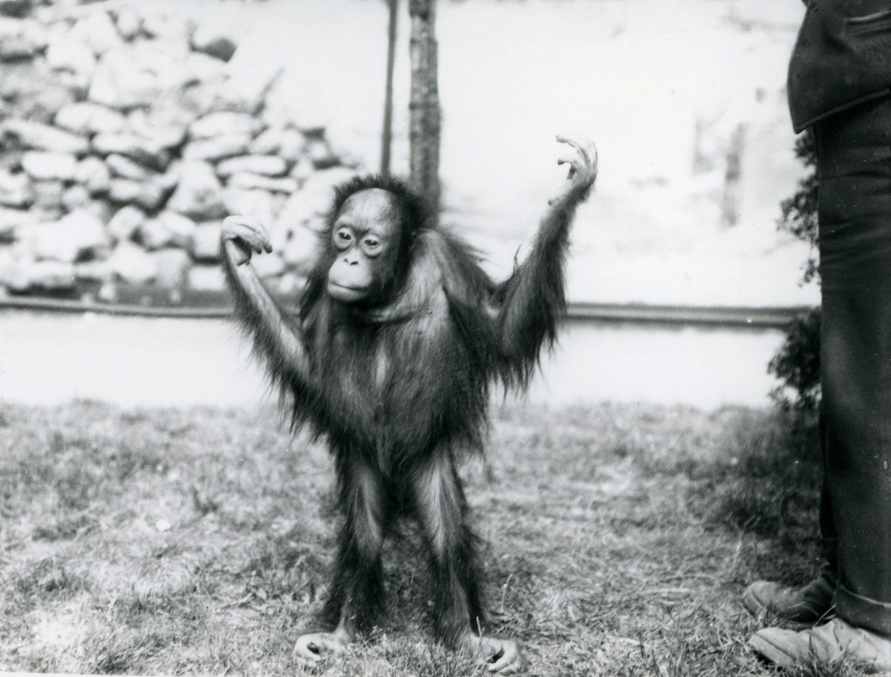 Young Orangutan at London Zoo by Frederick William Bond