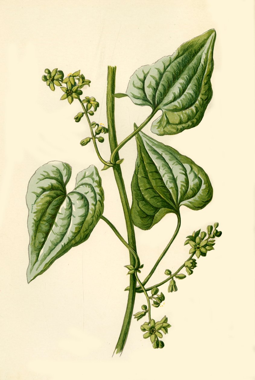Black Bryony, 1877 by Frederick Edward Hulme