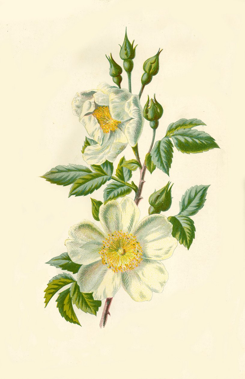 Field Rose by Frederick Edward Hulme