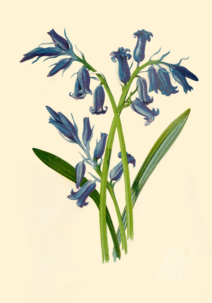 Hyacinth, 1877 by Frederick Edward Hulme