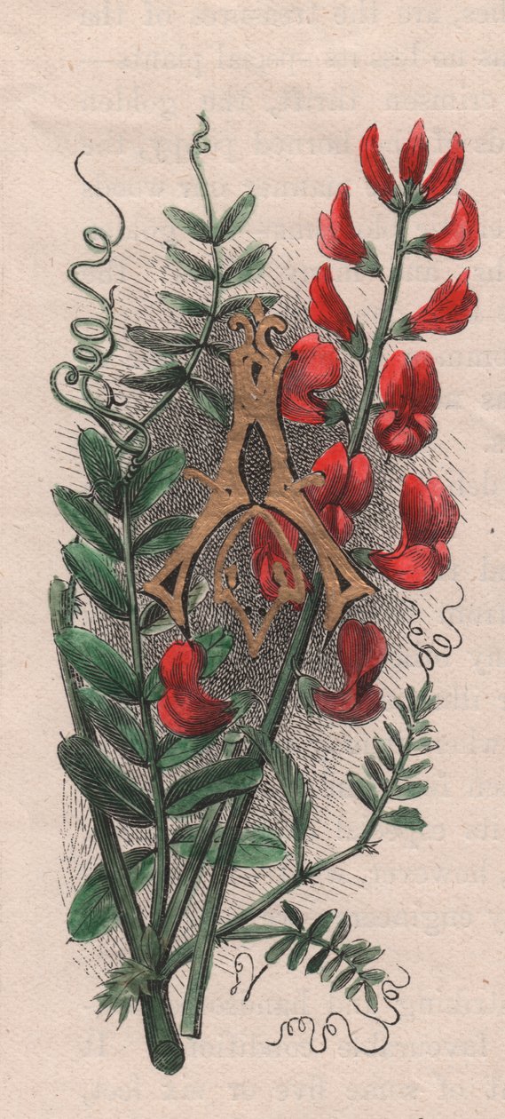 Letter A, Drop Cap Letter, from The Familiar Garden Flower by Frederick Edward Hulme