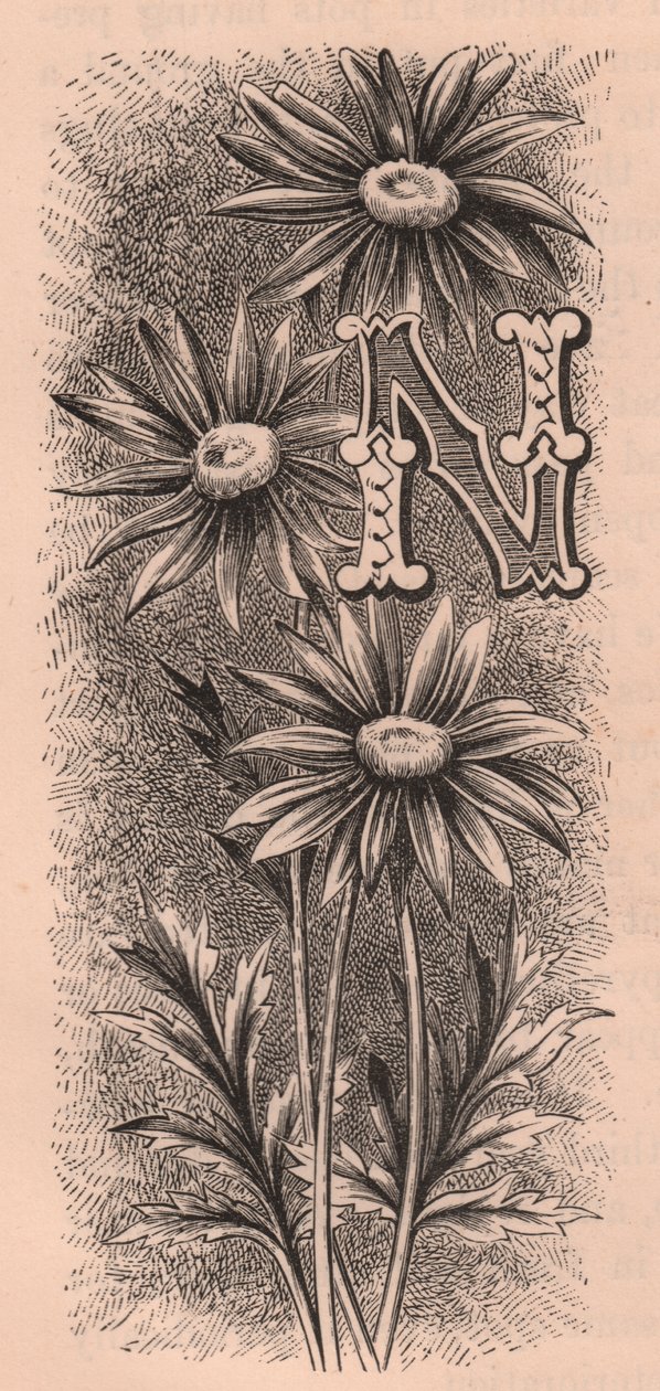 Letter N, drop cap letter, engraving by Frederick Edward Hulme
