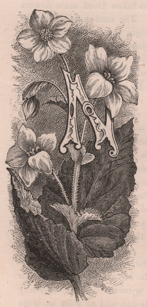 Letter N, Drop Cap Letter, from The Familiar Garden Flower by Frederick Edward Hulme