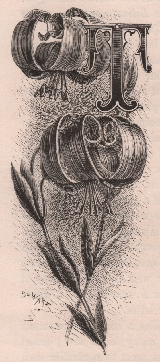 Letter T, Drop Cap Letter, from The Familiar Garden Flower by Frederick Edward Hulme