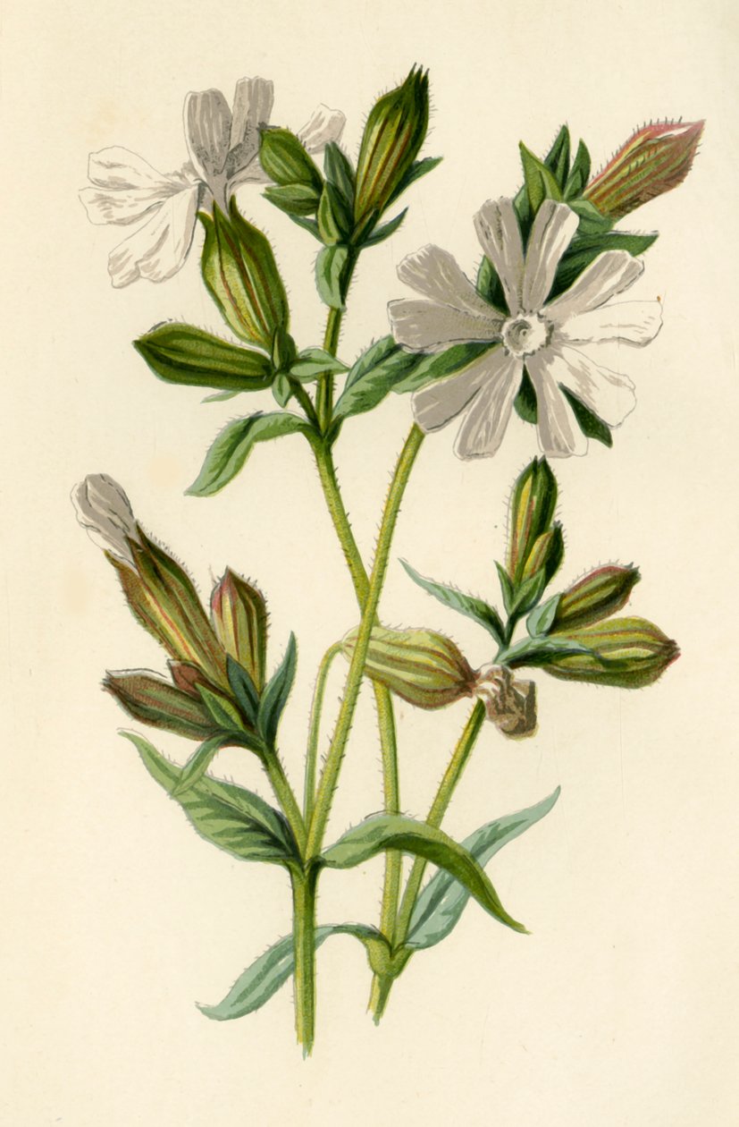 White Campion by Frederick Edward Hulme