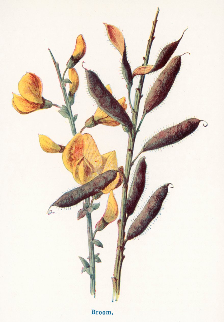 Wild Fruits of the Countryside: Broom by Frederick Edward Hulme
