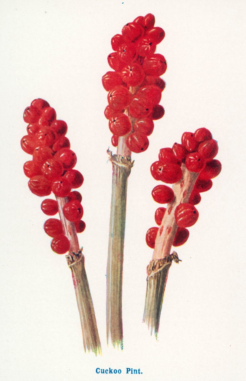 Wild Fruits of the Country-side: Cuckoo Pint by Frederick Edward Hulme
