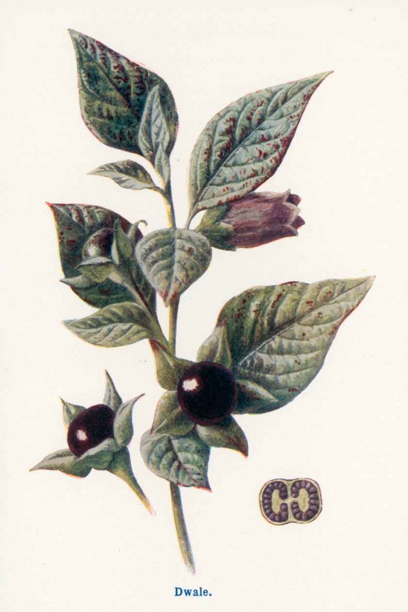 Wild Fruits of the Country-side: Dwale by Frederick Edward Hulme