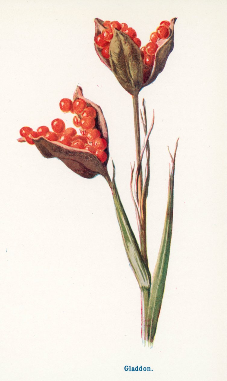 Wild Fruits of the Country-side: Gladdon by Frederick Edward Hulme