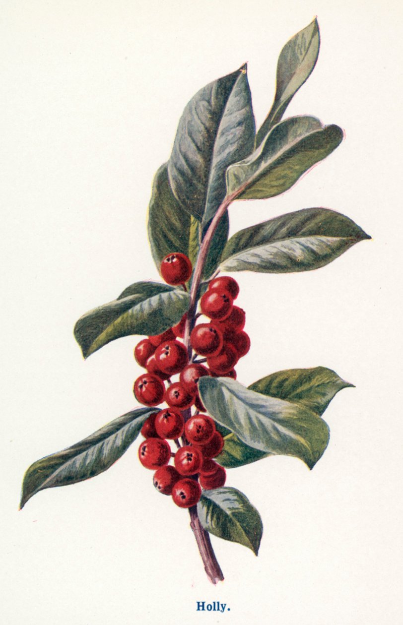 Wild Fruits of the Countryside: Holly by Frederick Edward Hulme