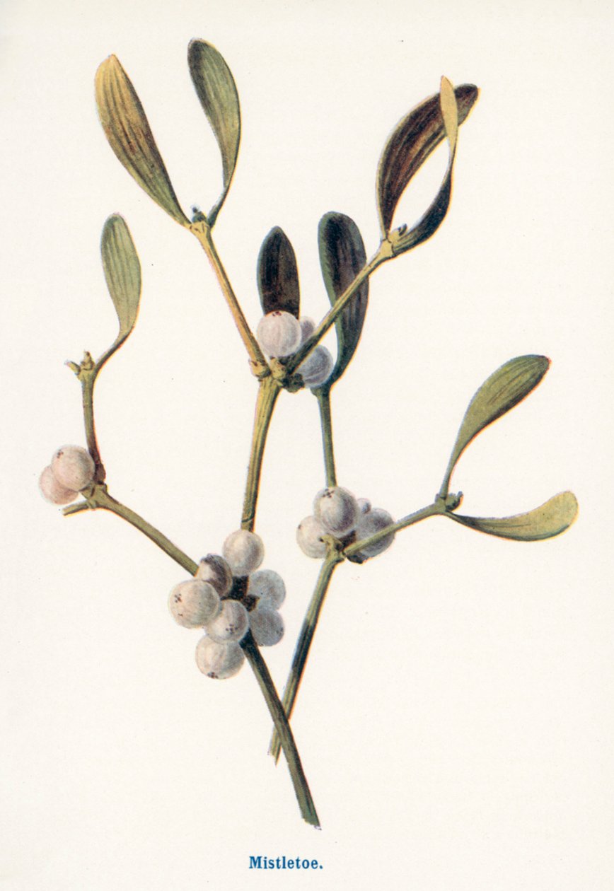 Wild Fruits of the Country-side: Mistletoe by Frederick Edward Hulme