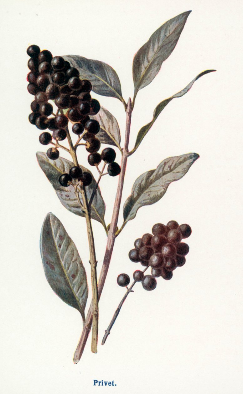 Wild Fruits of the Country-side: Privet by Frederick Edward Hulme