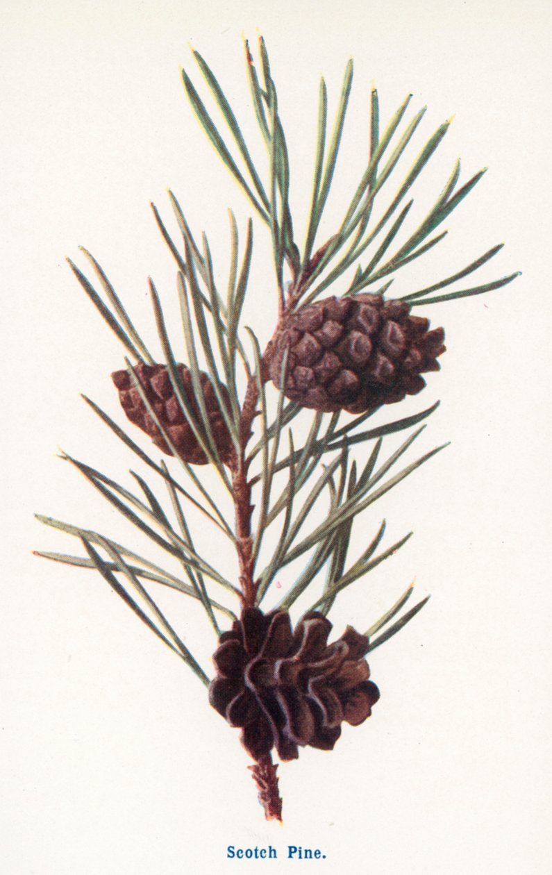 Wild Fruits of the Country-side: Scotch Pine by Frederick Edward Hulme