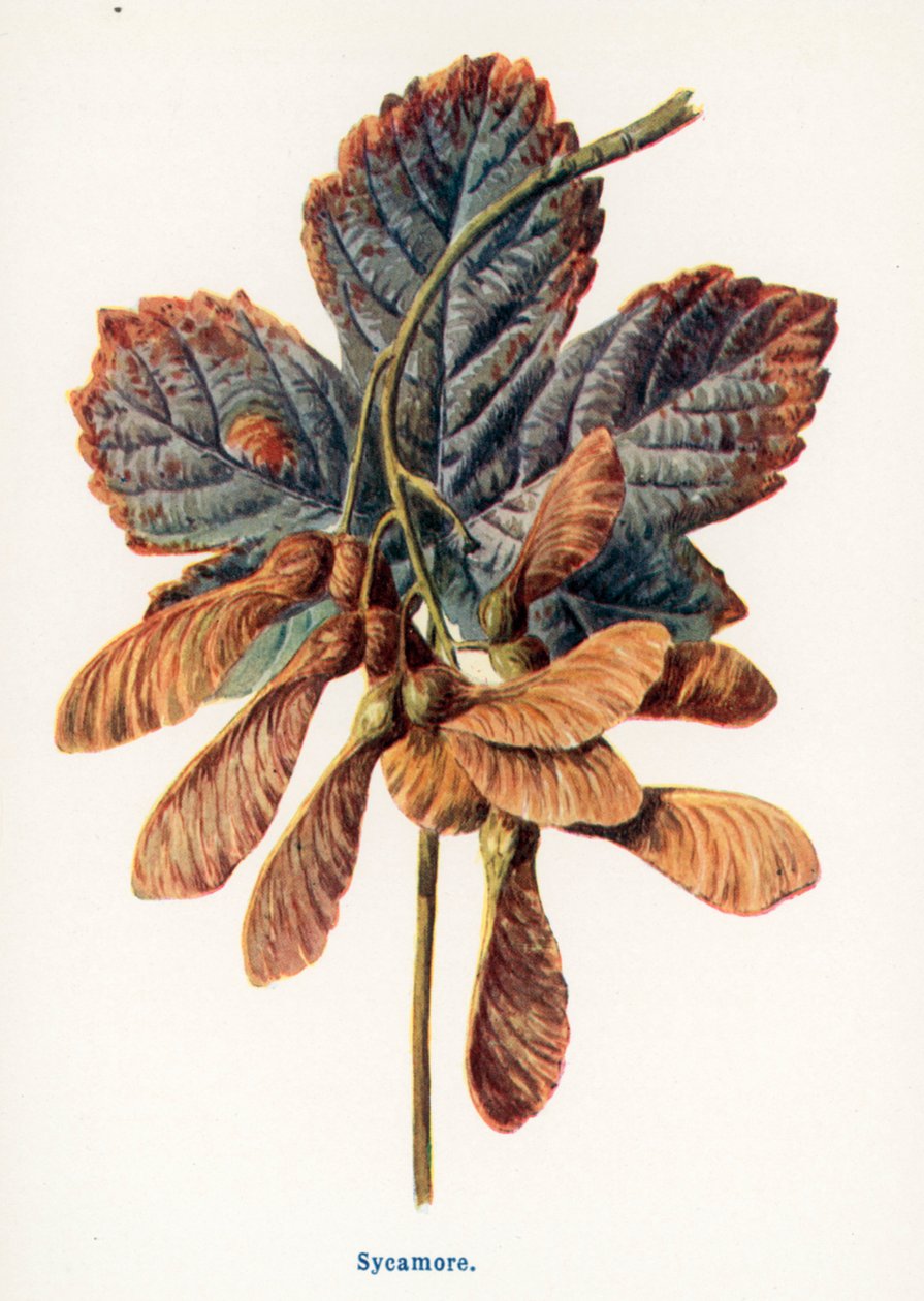 Wild Fruits of the Country-side: Sycamore by Frederick Edward Hulme