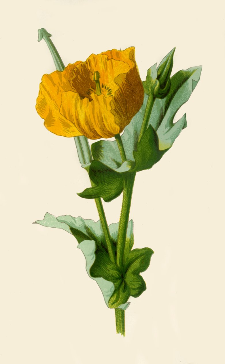 Yellow Horned Poppy by Frederick Edward Hulme