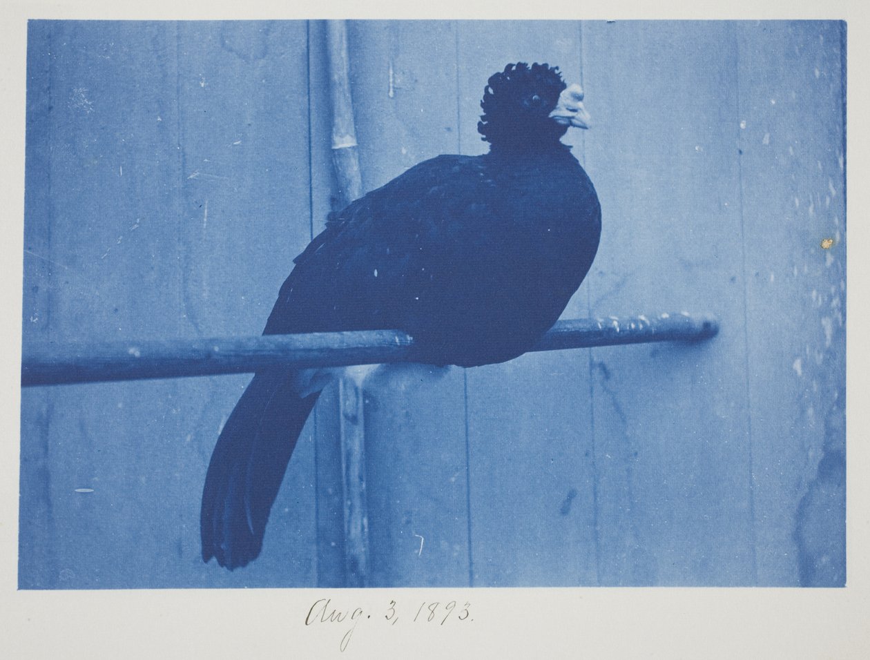 Great Curassow, August 3 by Frederick K. Coulson