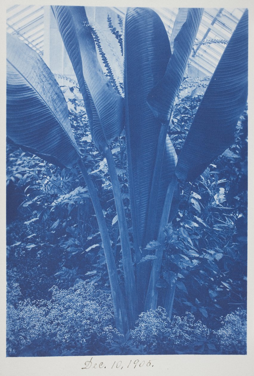 Untitled, December 10 by Frederick K. Coulson