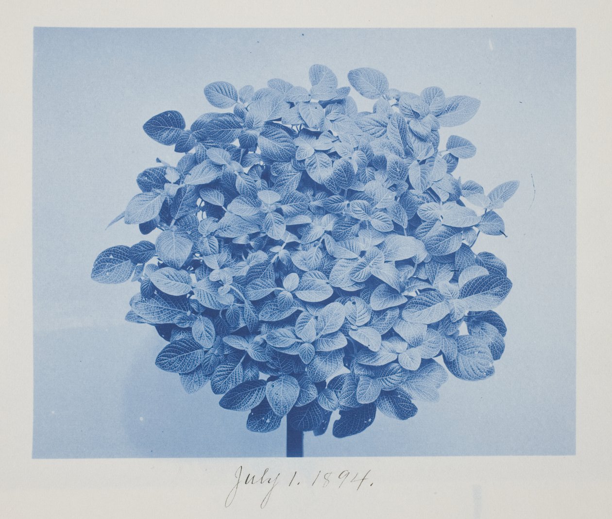 Untitled, July 1 by Frederick K. Coulson